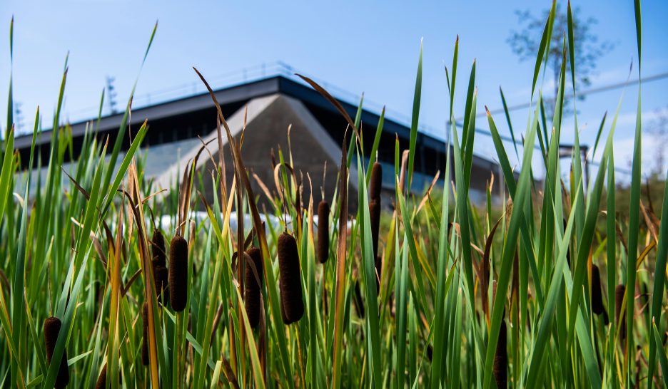 Le stade de la Tuilière se met au vert