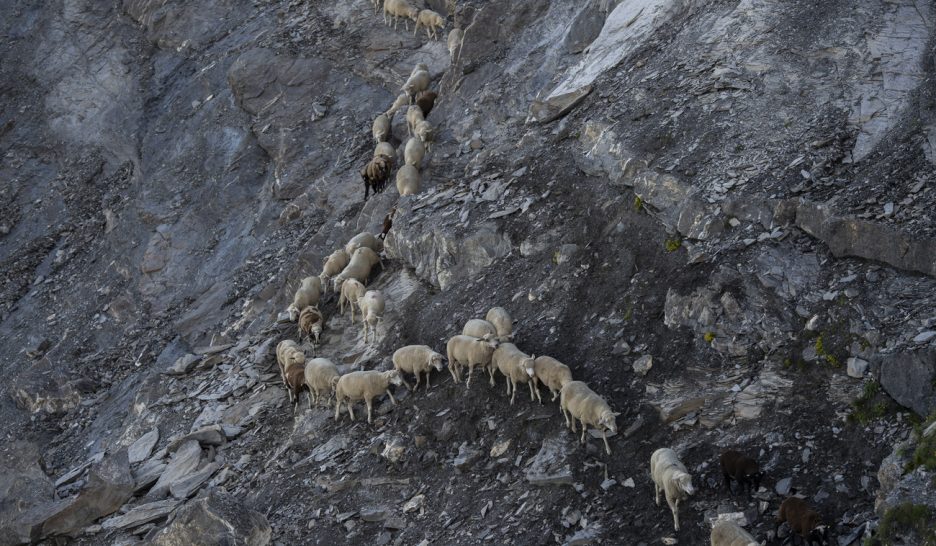 Gentil petit mouton 1