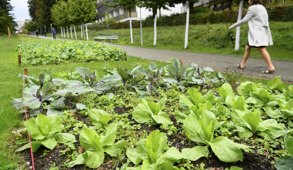 Les métiers de la terre à Lausanne