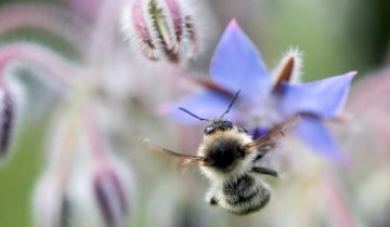 Les portables nocifs pour les insectes?