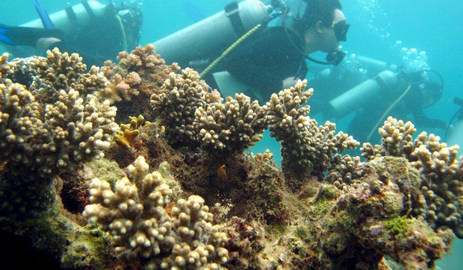 L'humain responsable des vagues de chaleur dans les océans