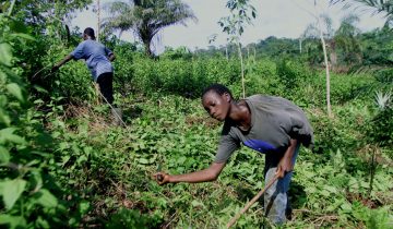 Des enfants toujours exploités pour du cacao