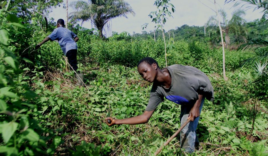 Des enfants toujours exploités pour du cacao