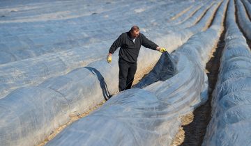 La justice fâche les ouvriers agricoles