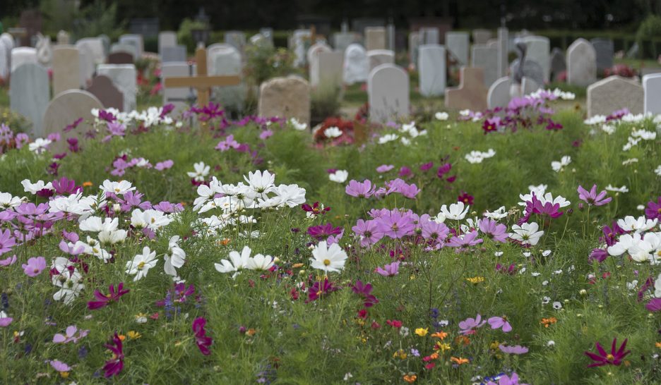 Un cimetière de foetus avortés