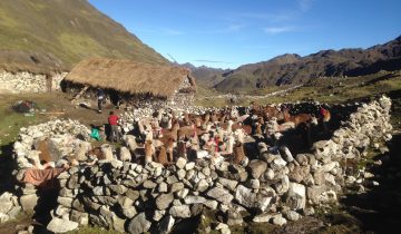 Pépites au Pérou, lingots au Tessin