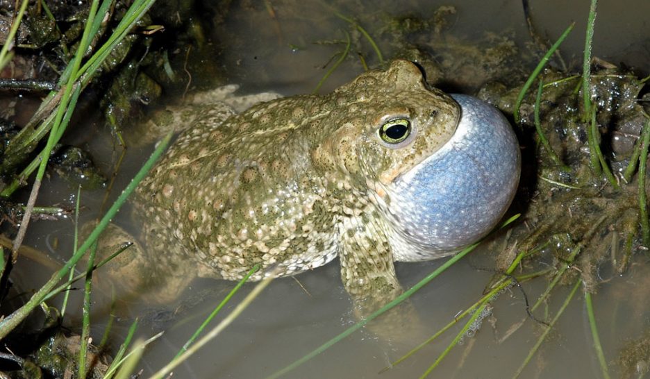 SOS batraciens à Bienne