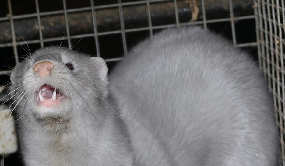 Un premier élevage de visons contaminé au Covid-19