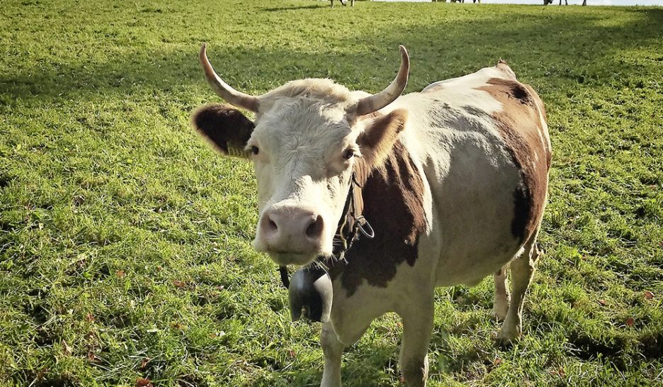 La politique agricole en pause 1