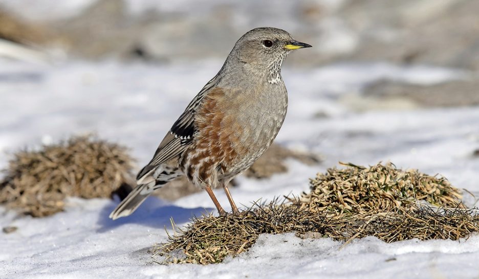 Les oiseaux se cachent pour refroidir