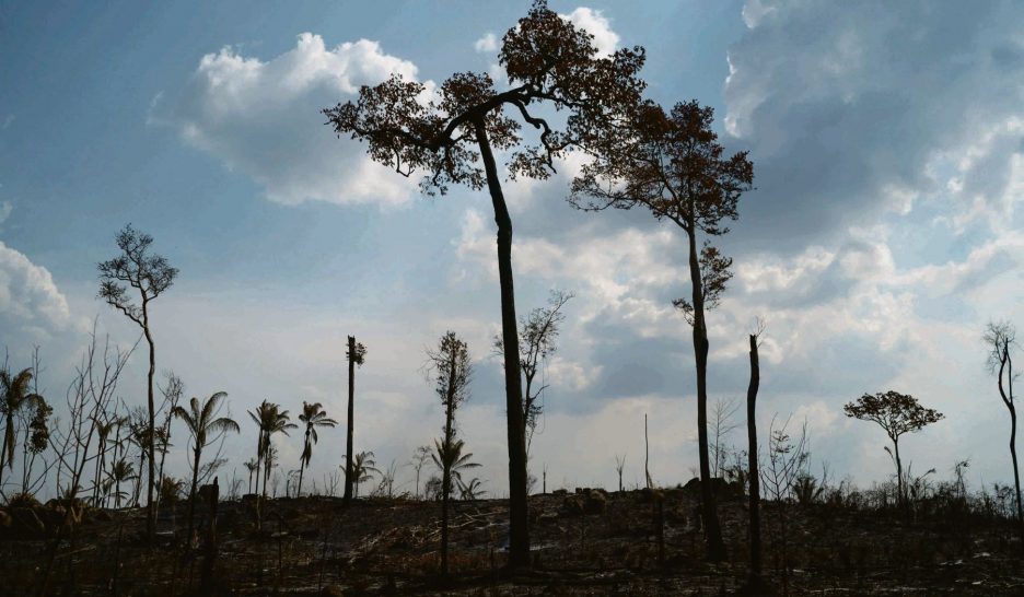 Paysans pour l'Amazonie 1