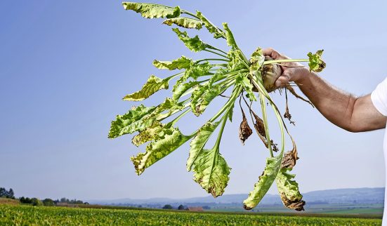 La guerre du sucre et du miel