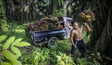 Un suivi pour l’huile de palme