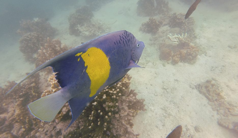 Préserver la biodiversité marine 1