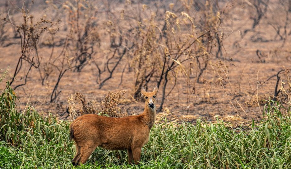 Brésil: Les incendies de forêt au plus haut en dix ans