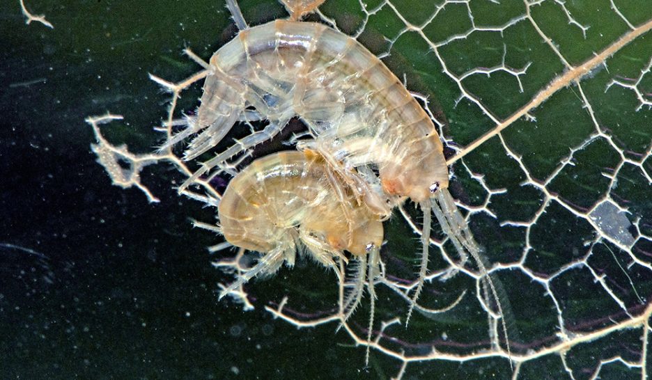 Ce minuscule reflet de notre univers