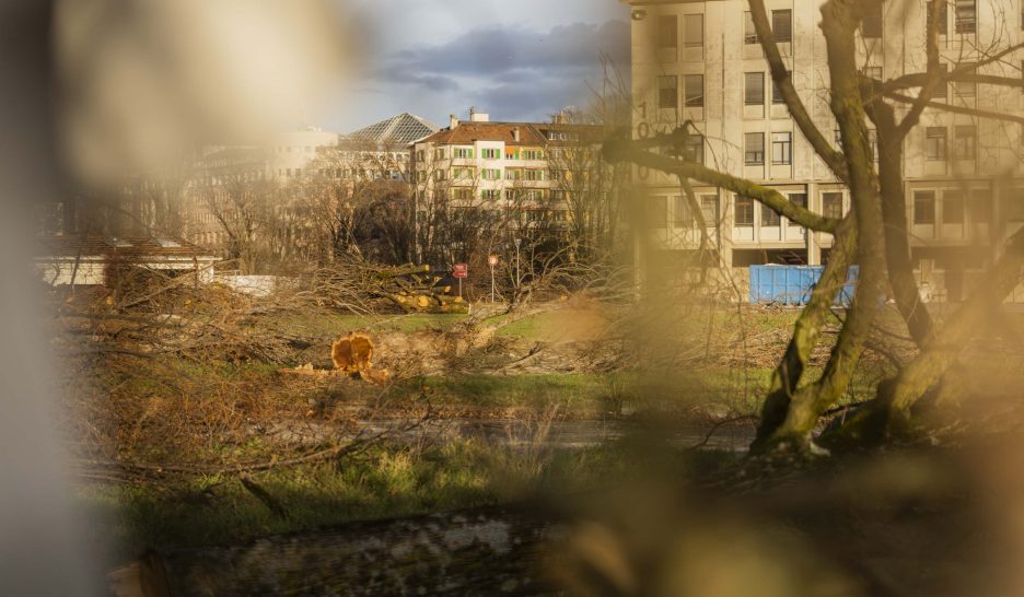 Les arbres de la caserne des Vernets abattus