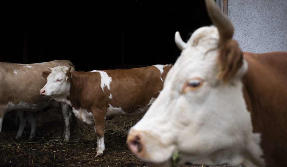 Feu de tout bois à Cortébert