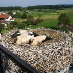 L’Ajoie sied aux cigognes
