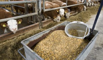 Un os pour l’appellation Viande Suisse