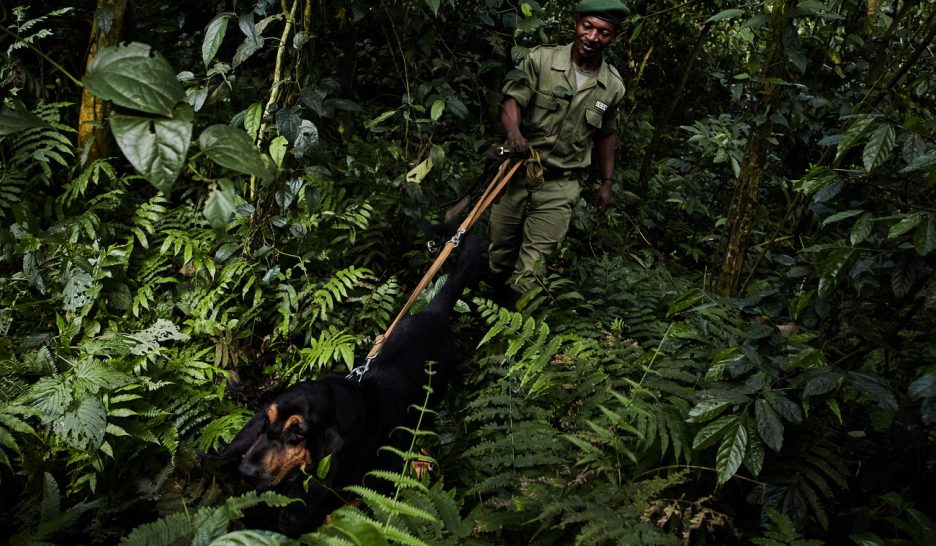 Le Covid menace les aires protégées