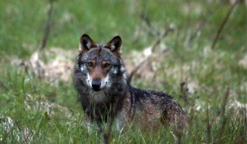 Le loup à nouveau visé 1