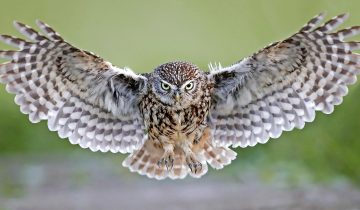 L’oiseau d’Athéna veille sur le Seeland 1