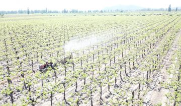 Pépins et pesticides