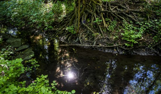 Des marais en compensation