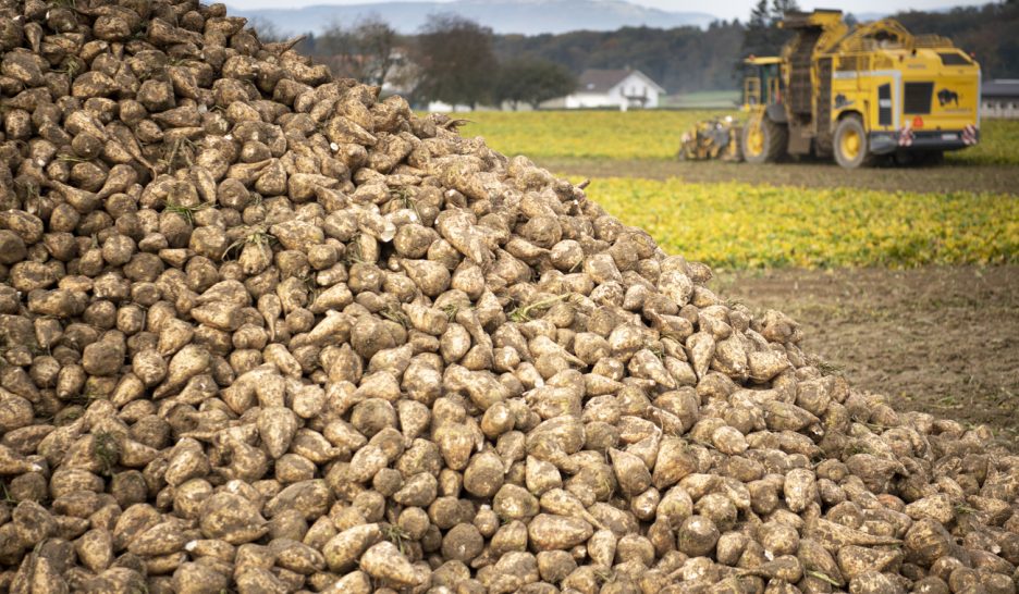 Douce nouvelle pour les betteraviers