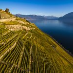 La vigne pourrait céder de la place