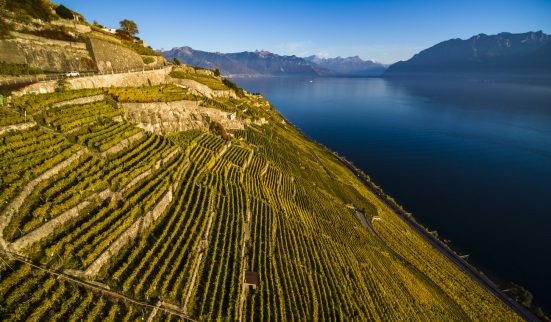La vigne pourrait céder de la place