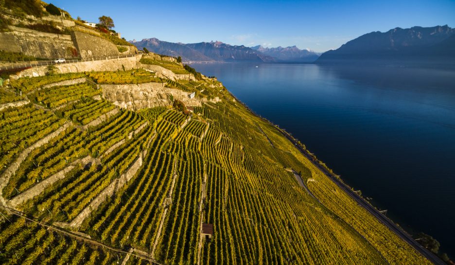 La vigne pourrait céder de la place