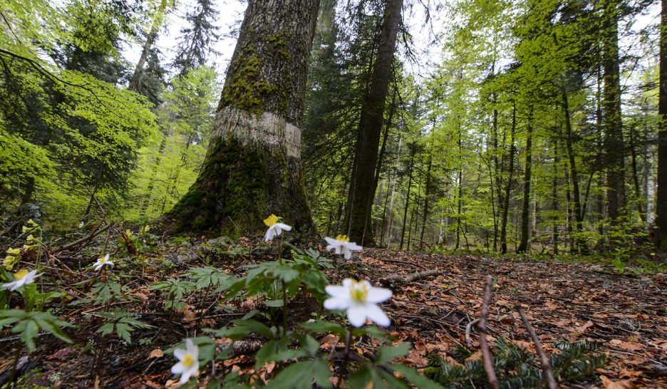 Bouffée d’oxygène pour les forêts 1