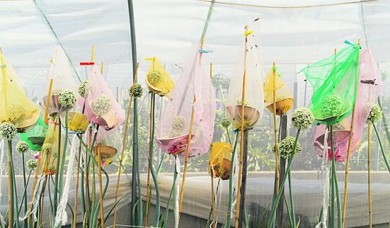 Les germes d’une autre agriculture