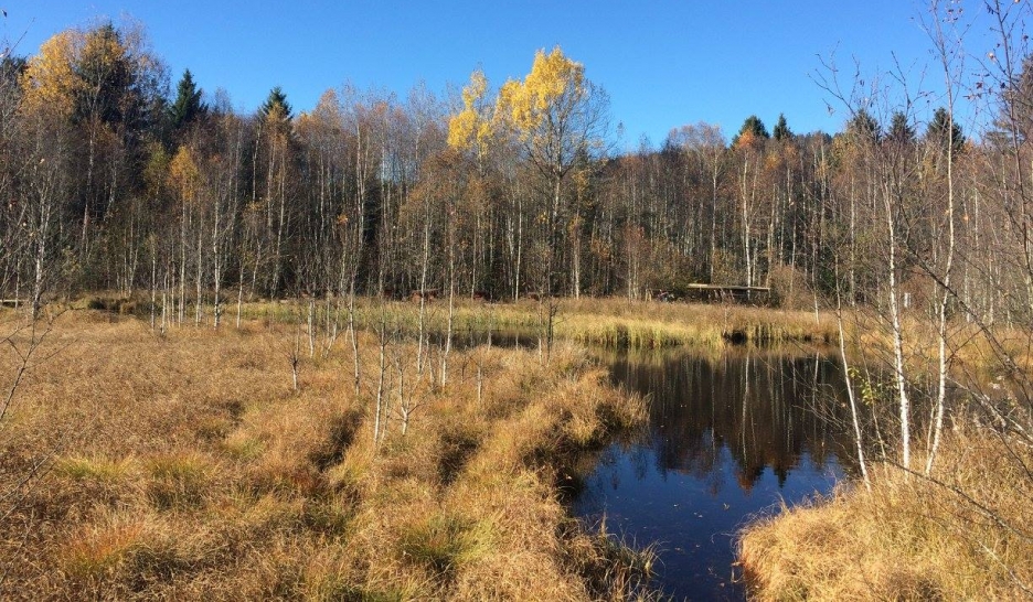 Sauver les marais et les grenouilles