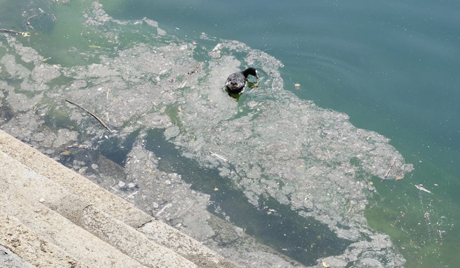 Baignade réautorisée avec prudence