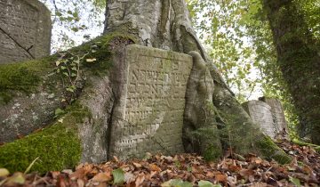 Près de la moitié des cimetières juifs tombent en ruine