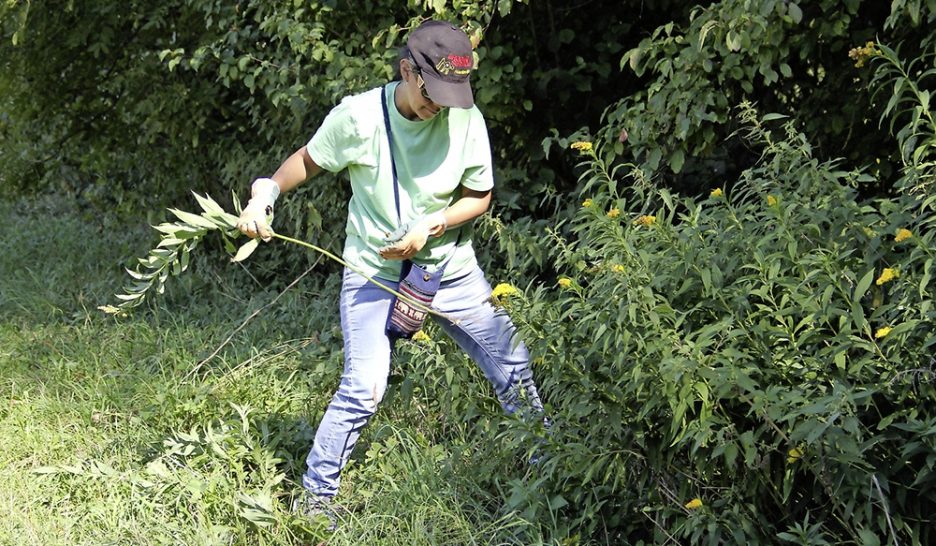 Palmier tessinois? Non, chinois