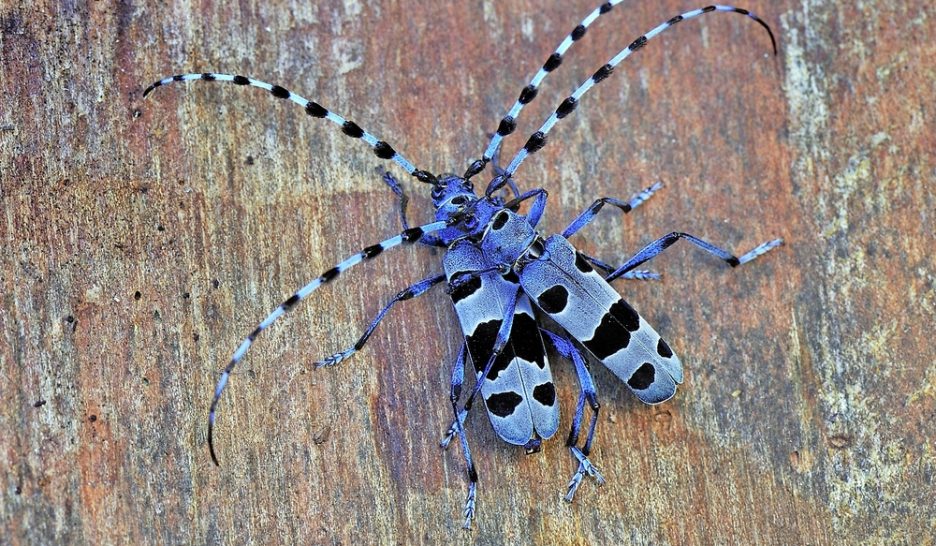 Près de 60% des insectes menacés