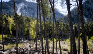 Un tiers des espèces d'arbres menacé