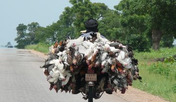 Labelliser le «poulet bicyclette»?