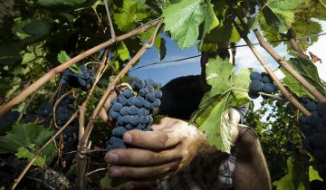 Lutte contre le vol de raisins