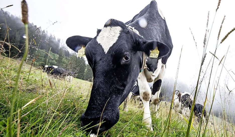 Des vaches durables