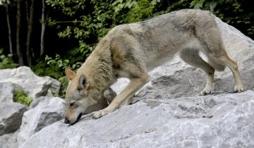 La Suisse avec toujours plus de loups