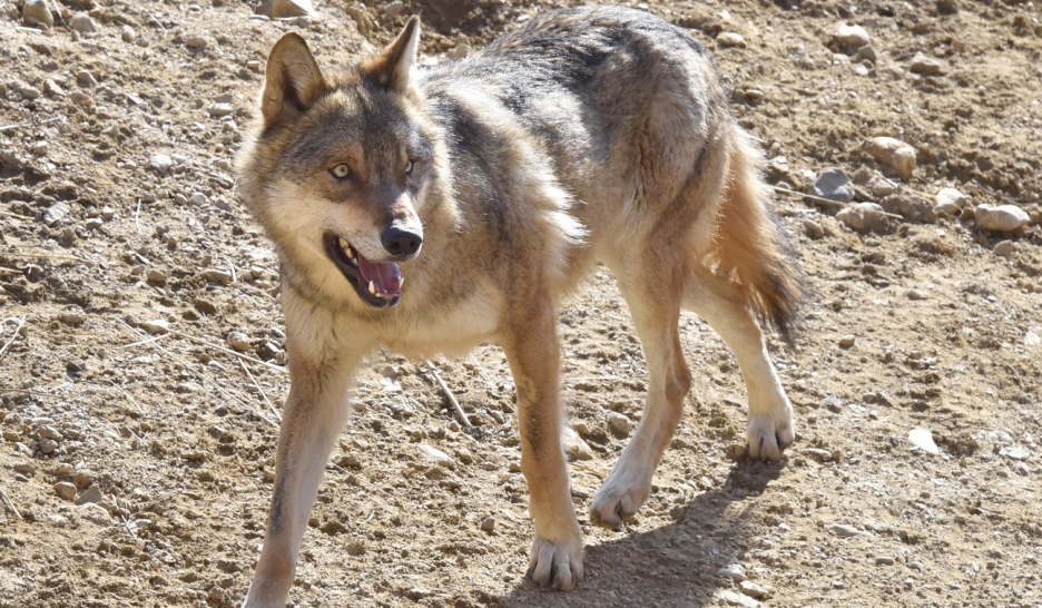 Le Valais plébiscite l'initiative contre les grands prédateurs