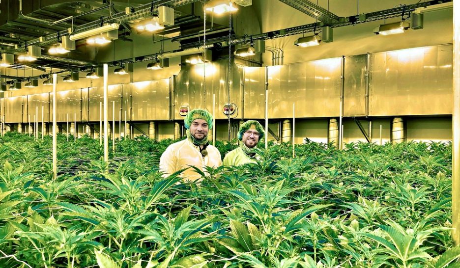 Le chanvre sera bientôt légalisé