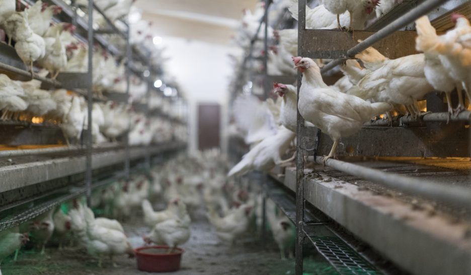 Pas touche à l’élevage