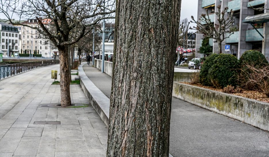Débats tous azimuts autour des arbres