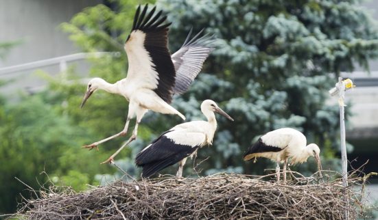 Oiseaux nicheurs menacés en Suisse